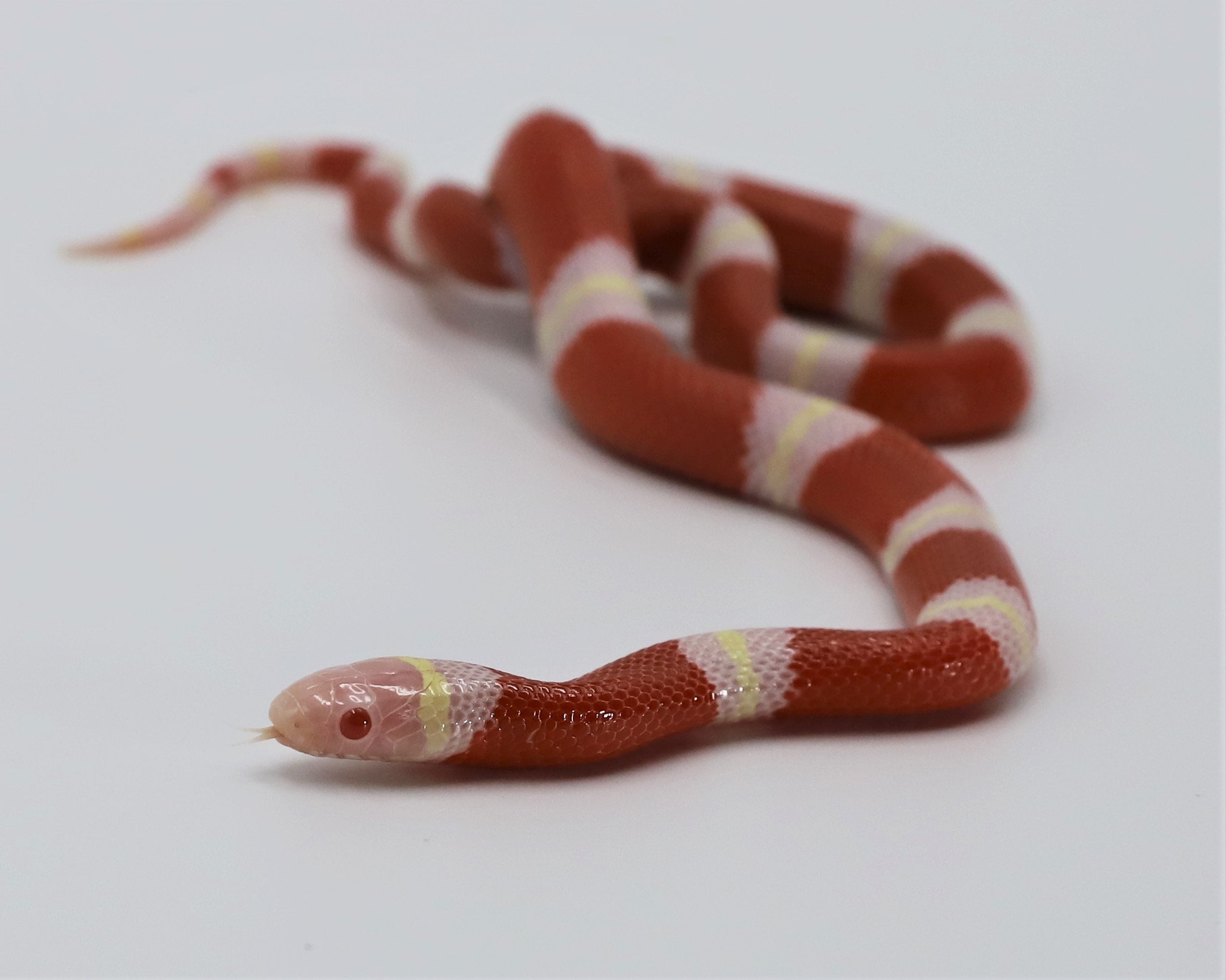 змея молочная нельсона albino