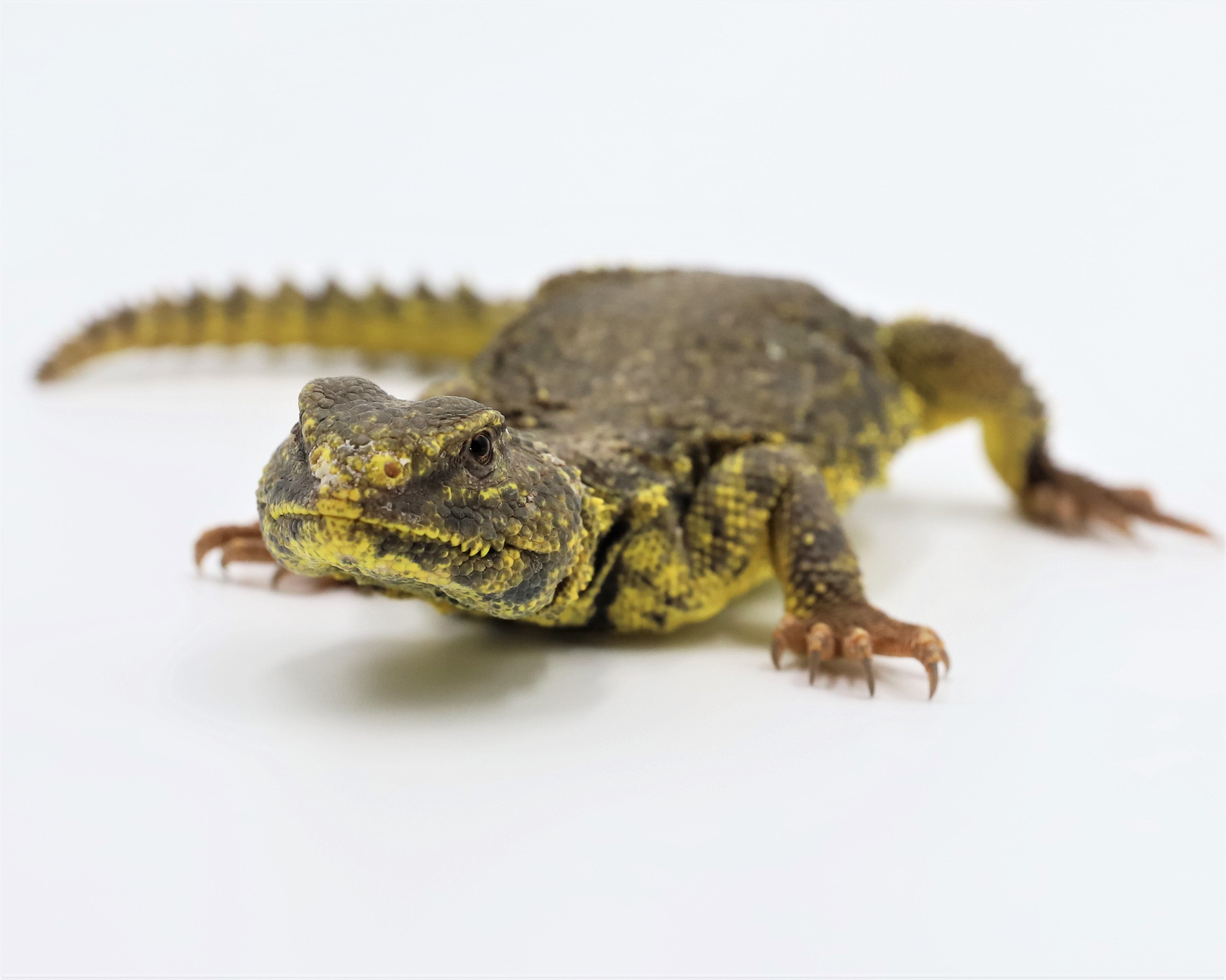 Yellow Niger Uromastyx | Front Range Reptiles