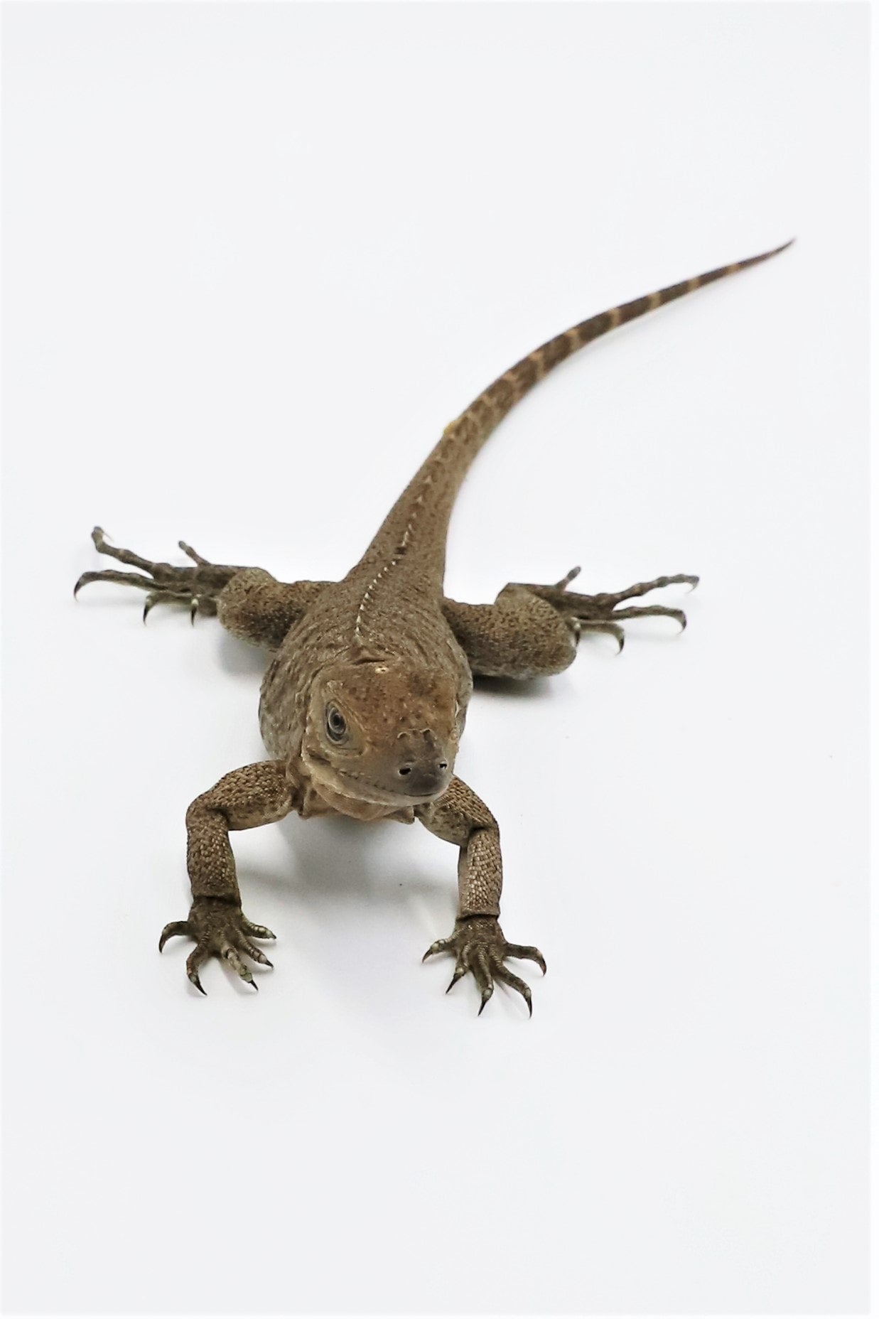 Rhino Iguana Front Range Reptiles